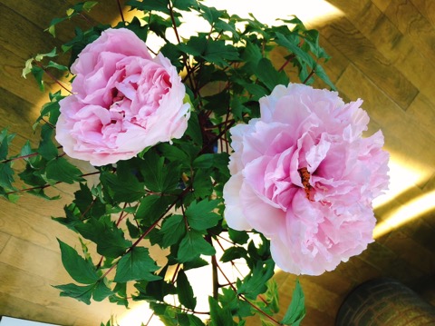 image0.jpeg