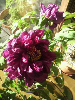 2011010809430000.jpg