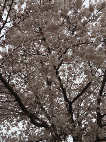 image1.JPG