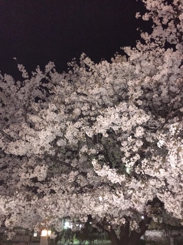 image1.jpeg